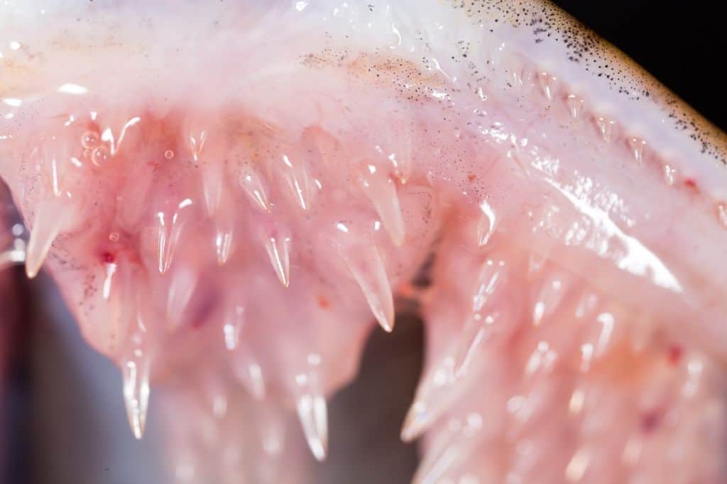 Northern Pike Teeth