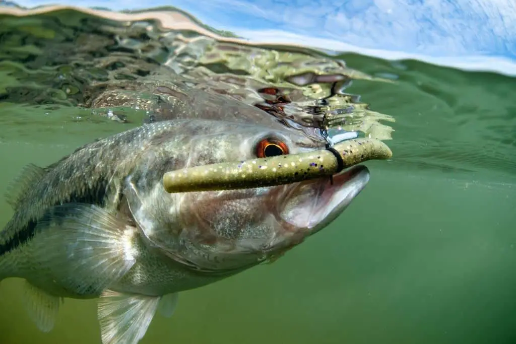 Best Line Weight for Bass Fishing